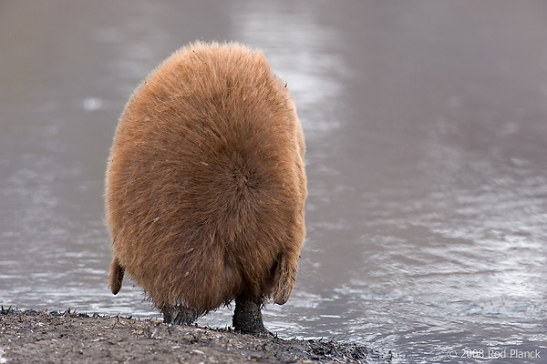 King Penguin, Chick, (Aptenodytes patagonicus), St Andrews Bay, South Georgia Island