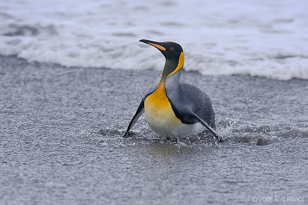 King Penguin in Surf (Aptenodytes patagonicus), Salisbury Plain, South Georgia Island