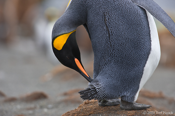 King Penguin Preening, (Aptenodytes patagonicus), Gold Harbour, South Georgia Island