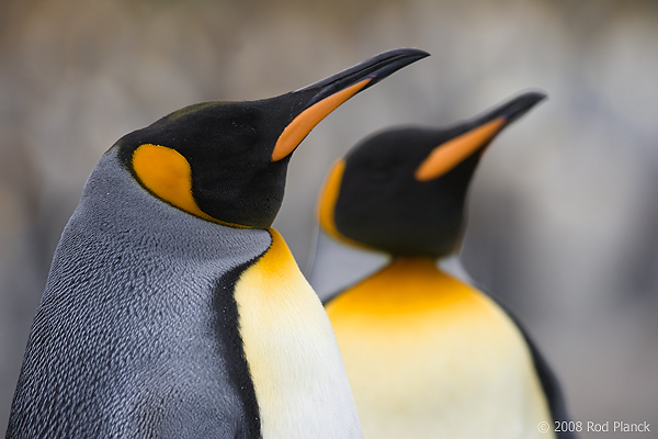 King Penguins, (Aptenodytes patagonicus), Gold Harbour, South Georgia