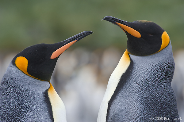 King Penguins, (Aptenodytes patagonicus), Gold Harbour, South Georgia