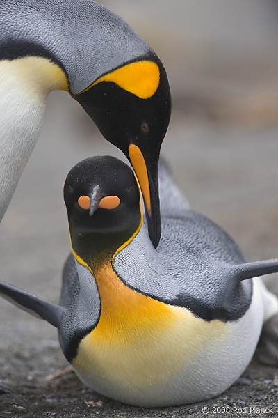King Penguins, (Aptenodytes patagonicus), Mating, Gold Harbour, South Georgia