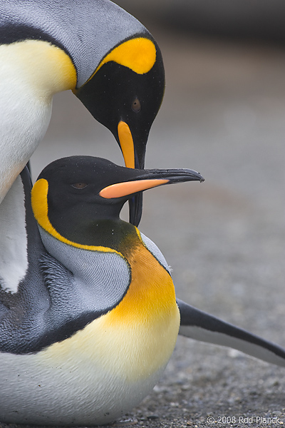 King Penguins, Mating,(Aptenodytes patagonicus), Gold Harbour, South Georgia