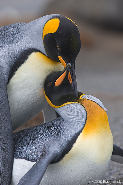 King Penguins, Mating,(Aptenodytes patagonicus), Gold Harbour, South Georgia