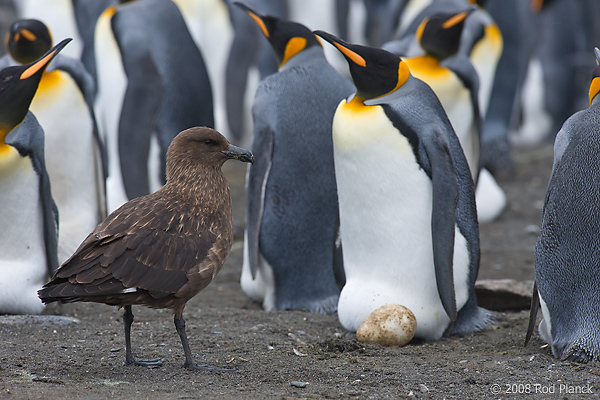 King Penguin and Subantarctic Skua,(Aptenodytes patagonicus), (Catharacta antarctica lonnbergi), Gold Harbour, South Georgia