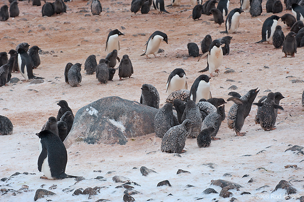 Adelie Penguin Colony, Adelie Penguin (Pygosceliis adeliae), Paulet Island, Antarctic Peninsula