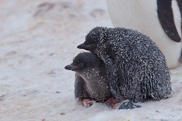 Adelie Penguin Chicks (Pygosceliis adeliae), Paulet Island, Antarctic Peninsula