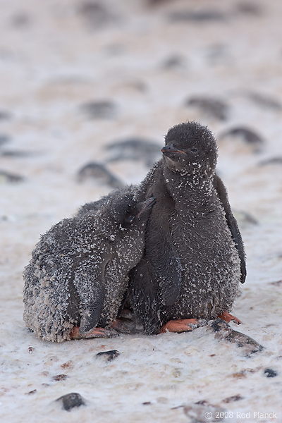 Adelie Penguin, Chicks, (Pygosceliis adeliae), Paulet Island, Antarctic Peninsula