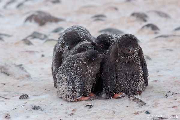 Adelie Penguin, Chicks in Creche, (Pygosceliis adeliae), Paulet Island, Antarctic Peninsula,
