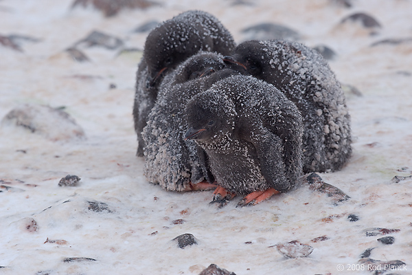 Adelie Penguin, Chicks in Creche, (Pygosceliis adeliae), Paulet Island, Antarctic Peninsula,