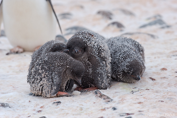 Adelie Penguin, Chicks in Creche, (Pygosceliis adeliae), Paulet Island, Antarctic Peninsula,