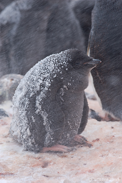 Adelie Penguin, Chick, (Pygosceliis adeliae), Paulet Island, Antarctic Peninsula