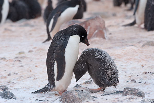 Adelie Penguin, Adult and Chick, (Pygosceliis adeliae), Paulet Island, Antarctic Peninsula