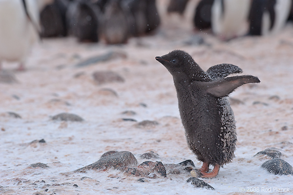 Adelie Penguin, Chick, (Pygosceliis adeliae), Paulet Island, Antarctic Peninsula