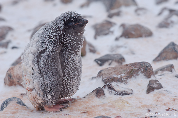 Adelie Penguin, Chick, (Pygosceliis adeliae), Paulet Island, Antarctic Peninsula