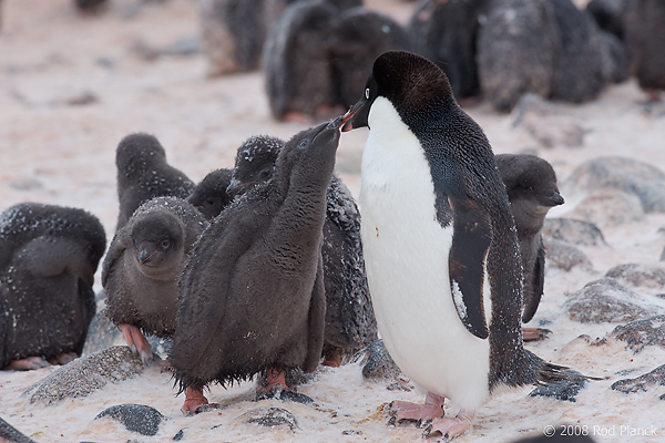 Adelie Penguin, Adult and Chick, Chick Begging For Food, (Pygosceliis adeliae), Paulet Island, Antarctic Peninsula