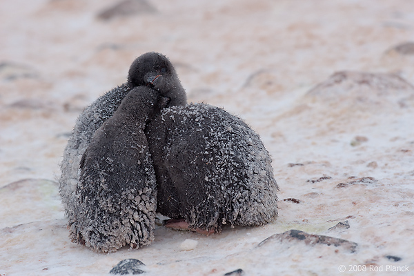 Adelie Penguin, Chicks in Creche, (Pygosceliis adeliae), Paulet Island, Antarctic Peninsula