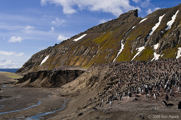 Chinstrap Penguin Colony, (Pygoscelis antarctica), Baily Head, Deception Island