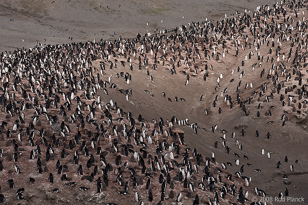 Chinstrap Penguin Colony, (Pygoscelis antarctica), Baily Head, Deception Island