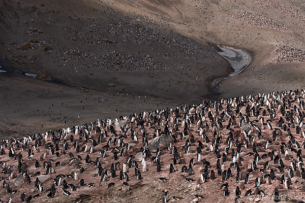 Chinstrap Penguin Colony, (Pygoscelis antarctica), Baily Head, Deception Island