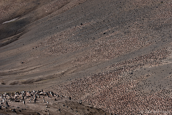 Chinstrap Penguin Colony, (Pygoscelis antarctica), Baily Head, Deception Island