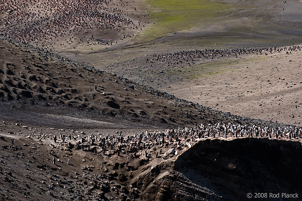 Chinstrap Penguin Colony, (Pygoscelis antarctica), Baily Head, Deception Island