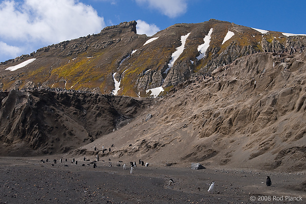 Chinstrap Penguin Colony, (Pygoscelis antarctica), Baily Head, Deception Island