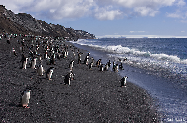 Chinstrap Penguins, At Shoreline, (Pygoscelis antarctica), Baily Head, Deception Island