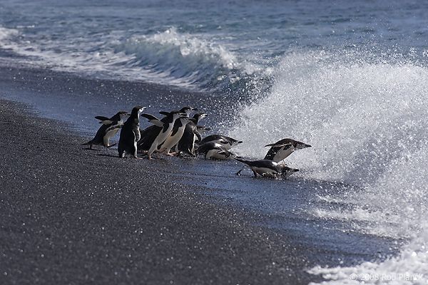 Chinstrap Penguins, At Shoreline, (Pygoscelis antarctica), Baily Head, Deception Island