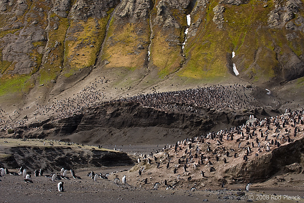 Chinstrap Penguin Colony, (Pygoscelis antarctica), Baily Head, Deception Island