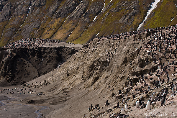 Chinstrap Penguin Colony, (Pygoscelis antarctica), Baily Head, Deception Island