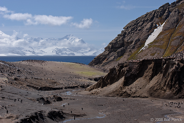 Chinstrap Penguin Colony, (Pygoscelis antarctica), Baily Head, Deception Island