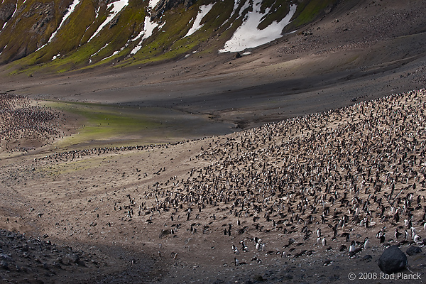 Chinstrap Penguin Colony, (Pygoscelis antarctica), Baily Head, Deception Island