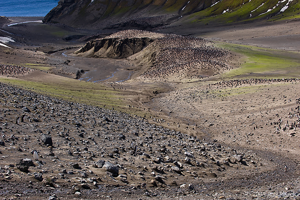 Chinstrap Penguin Colony, (Pygoscelis antarctica), Baily Head, Deception Island