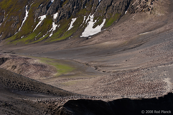 Chinstrap Penguin Colony, (Pygoscelis antarctica), Baily Head, Deception Island