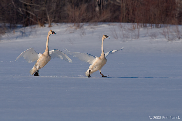 Trumpeter Swan, Adults, (Cygnus buccinator), Spring, Northern Michigan