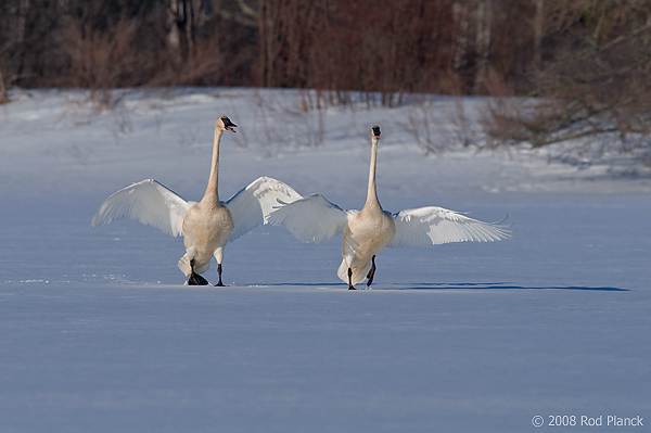 Trumpeter Swan, Adults, (Cygnus buccinator), Spring, Northern Michigan