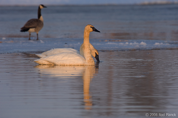 Trumpeter Swan, Adult, (Cygnus buccinator), Spring, Northern Michigan