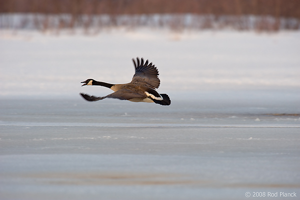 Canada Geese, (Branta candensis), Northern Michigan