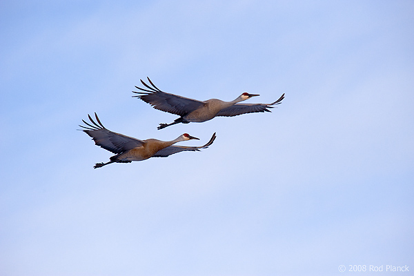 Sandhill Cranes in Flight, (Grus canadensis), Michigan