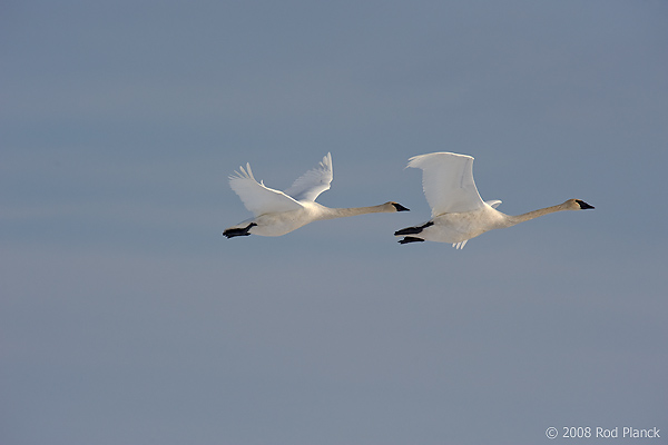 Trumpeter Swan, Adults, (Cygnus buccinator), Spring, Northern Michigan