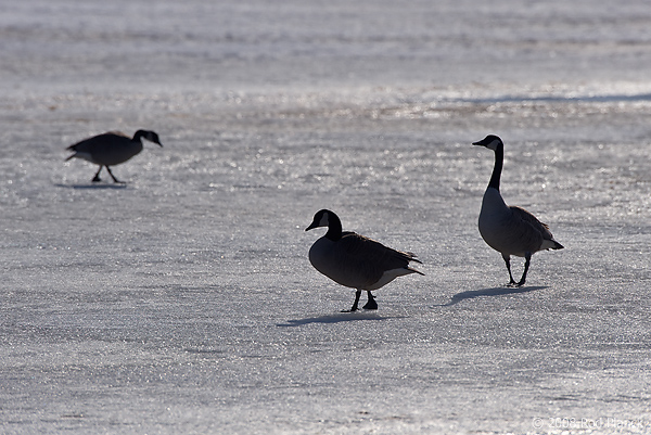 Canada Geese, (Branta candensis), Northern Michigan