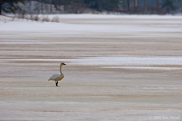 Trumpeter Swan, Adult, (Cygnus buccinator), Spring, Northern Michigan