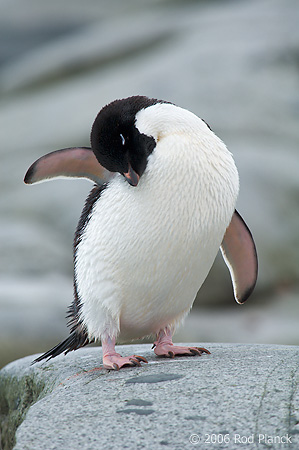 Adelie Penguin