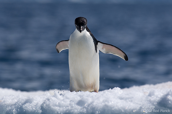 Adelie Penguin on Ice (Pygosceliis adeliae), Paulet Island, Antarctic Peninsula