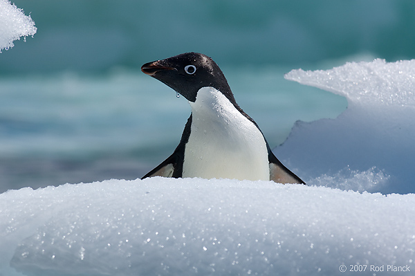 Adelie Penguin on Ice(Pygosceliis adeliae), Paulet Island, Antarctic Peninsula