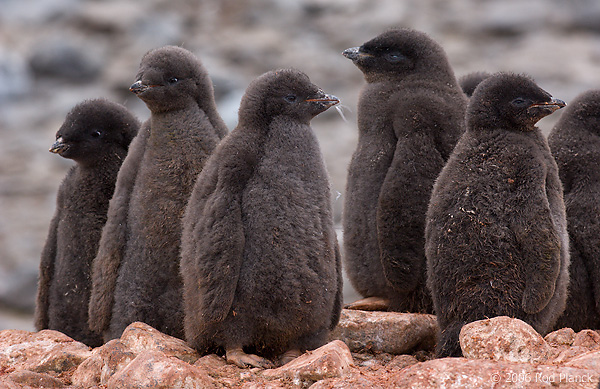 Adelie Penguin Chicks