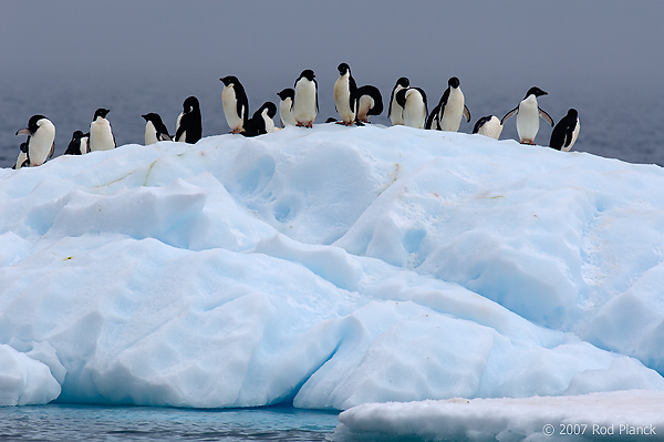 Adelie Penguins on Ice (Pygosceliis adeliae), Paulet Island, Antarctic Peninsula