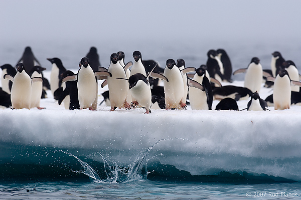 Adelie Penguins on Ice (Pygosceliis adeliae), Paulet Island, Antarctic Peninsula