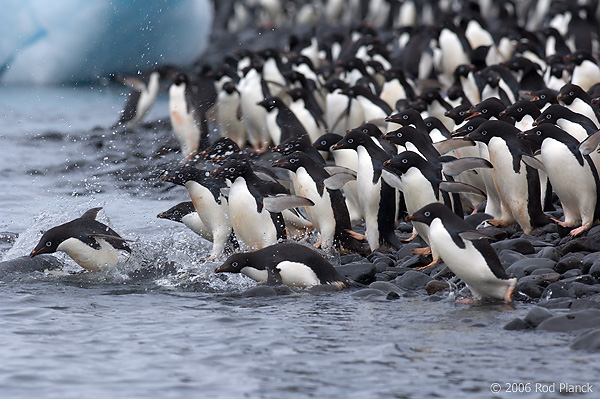 Adult Adelie Penguins Going to Sea